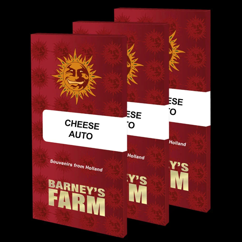 Graines de Cheese Auto by Barney's Farm