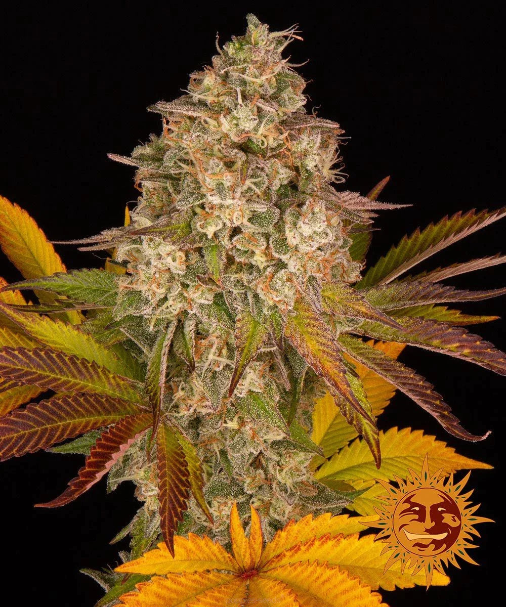 Graines de Cookies Kush Auto by Barney's Farm