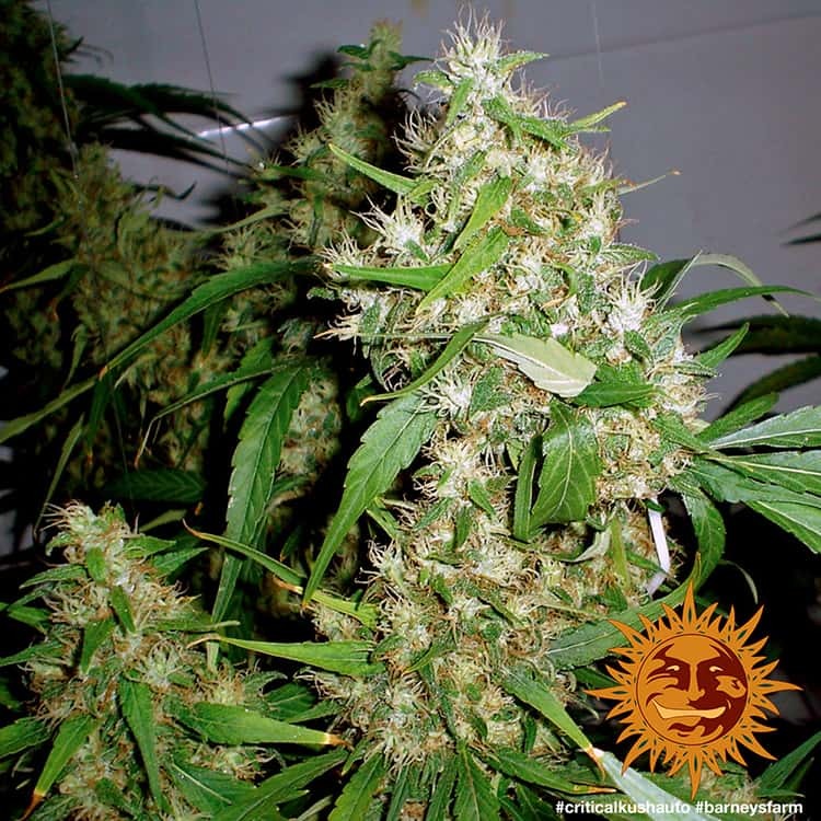 Graines de Critical Kush Auto by Barney's Farm