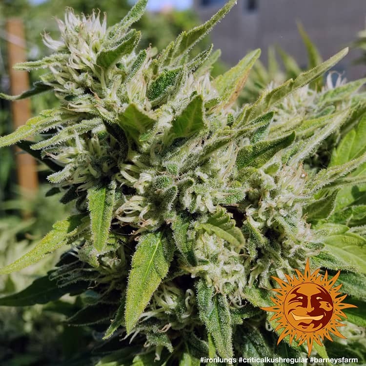 Graines de Critical Kush Régulière by Barney's Farm