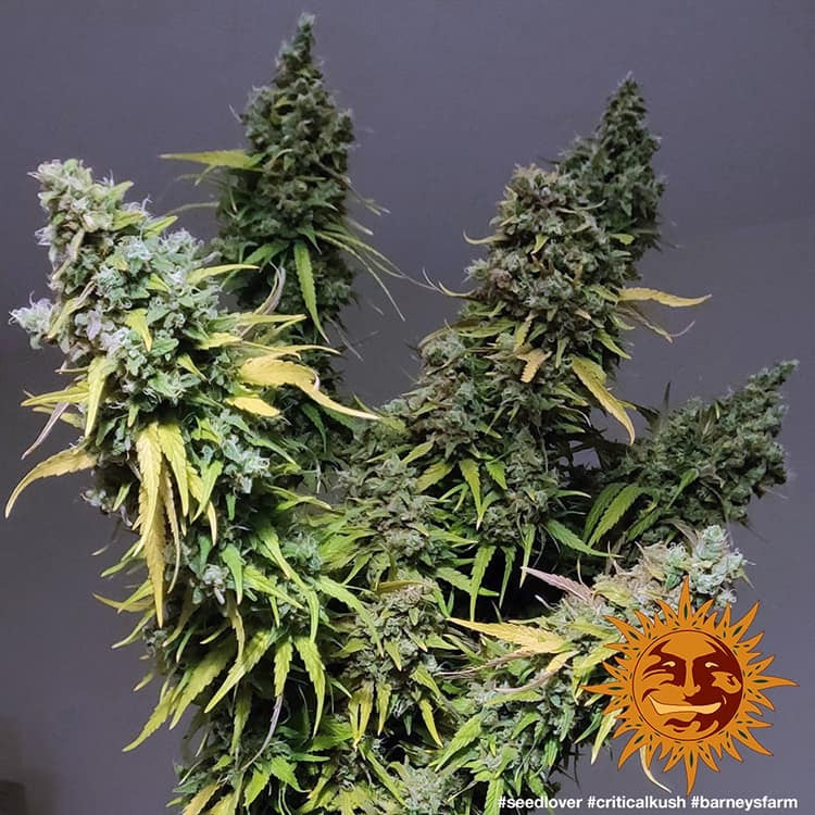 Graines de Critical Kush Féminisée by Barney's Farm