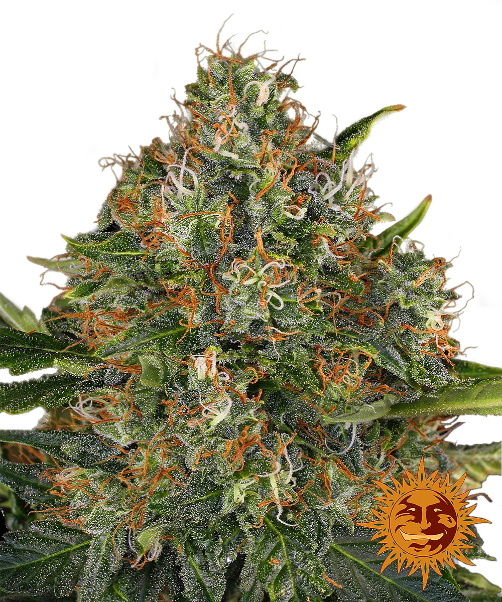 Graines de G13 Haze Régulière by Barney's Farm