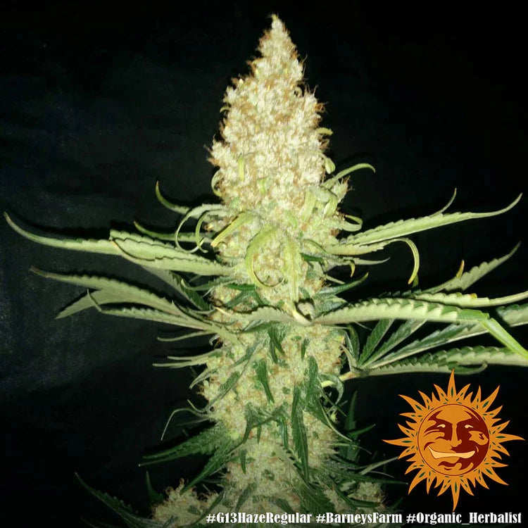 g13 hash plant seeds G13 Haze Regular - Cannabis Seeds