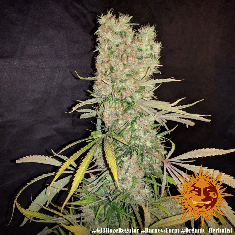 g13 hash plant seeds G13 Haze Regular - Cannabis Seeds
