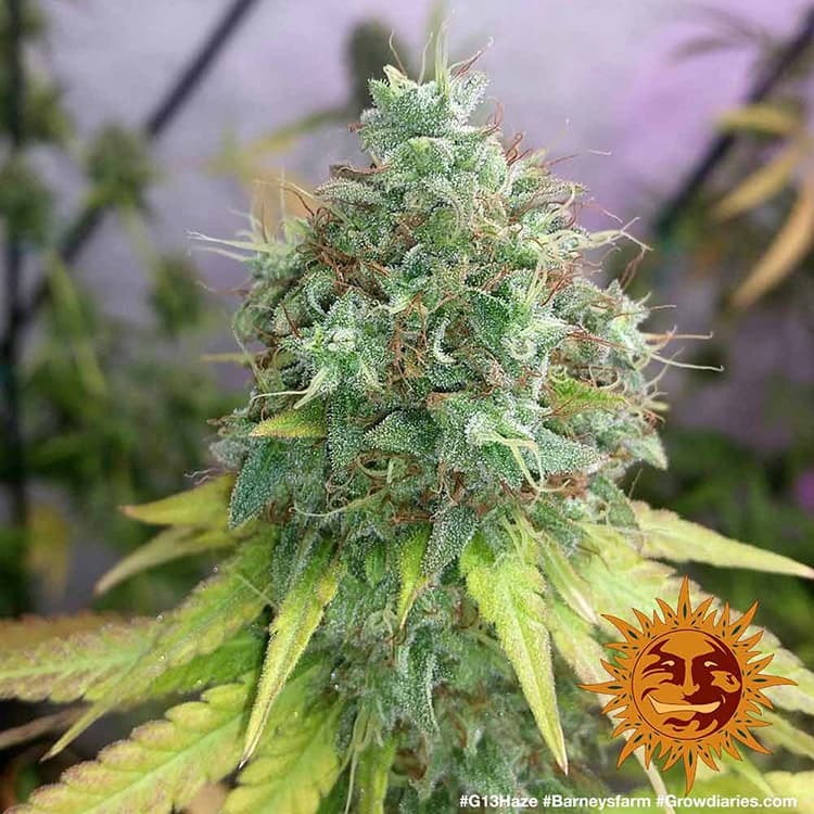 Graines de G13 Haze Féminisée by Barney's Farm