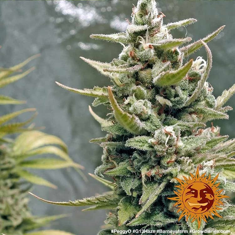 Graines de G13 Haze Féminisée by Barney's Farm