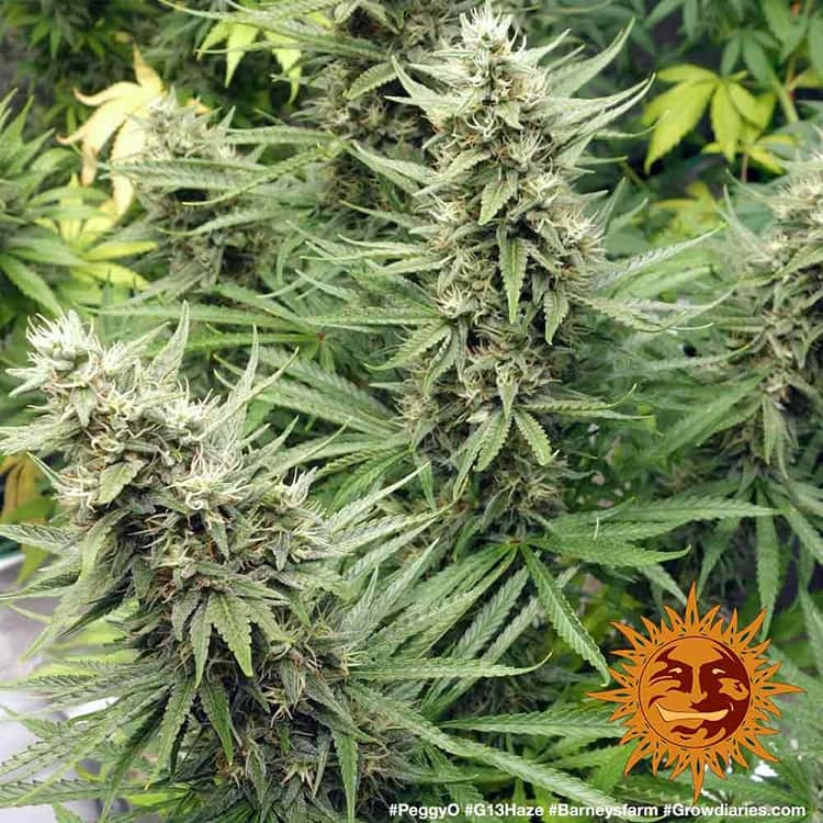 Graines de G13 Haze Féminisée by Barney's Farm