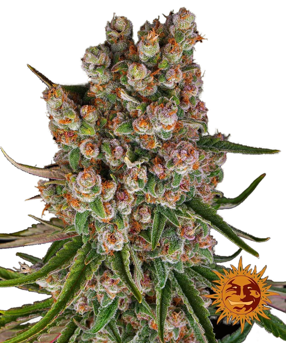 Graines de GMO Auto by Barney's Farm