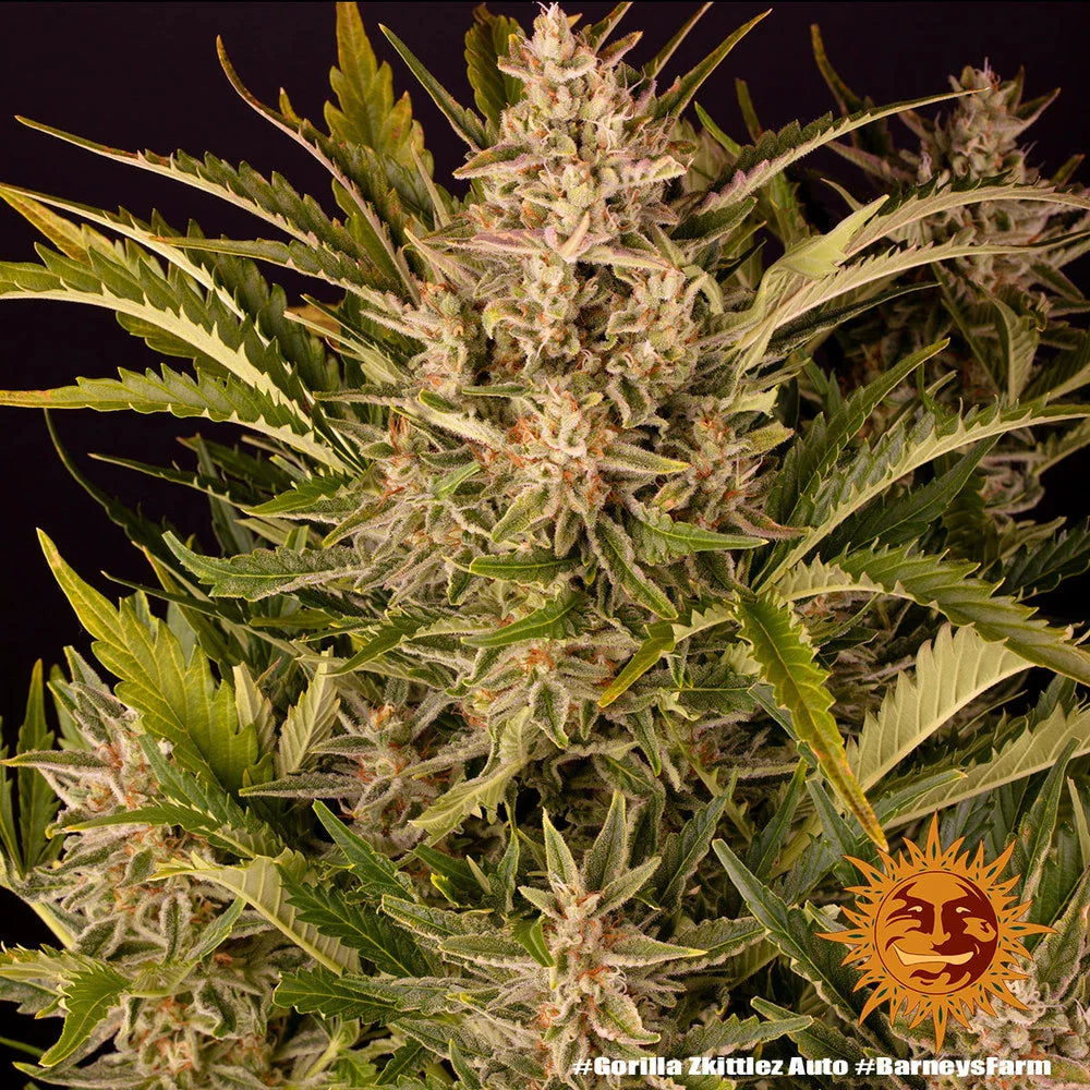 Graines de Gorilla Zkittlez Auto by Barney's Farm