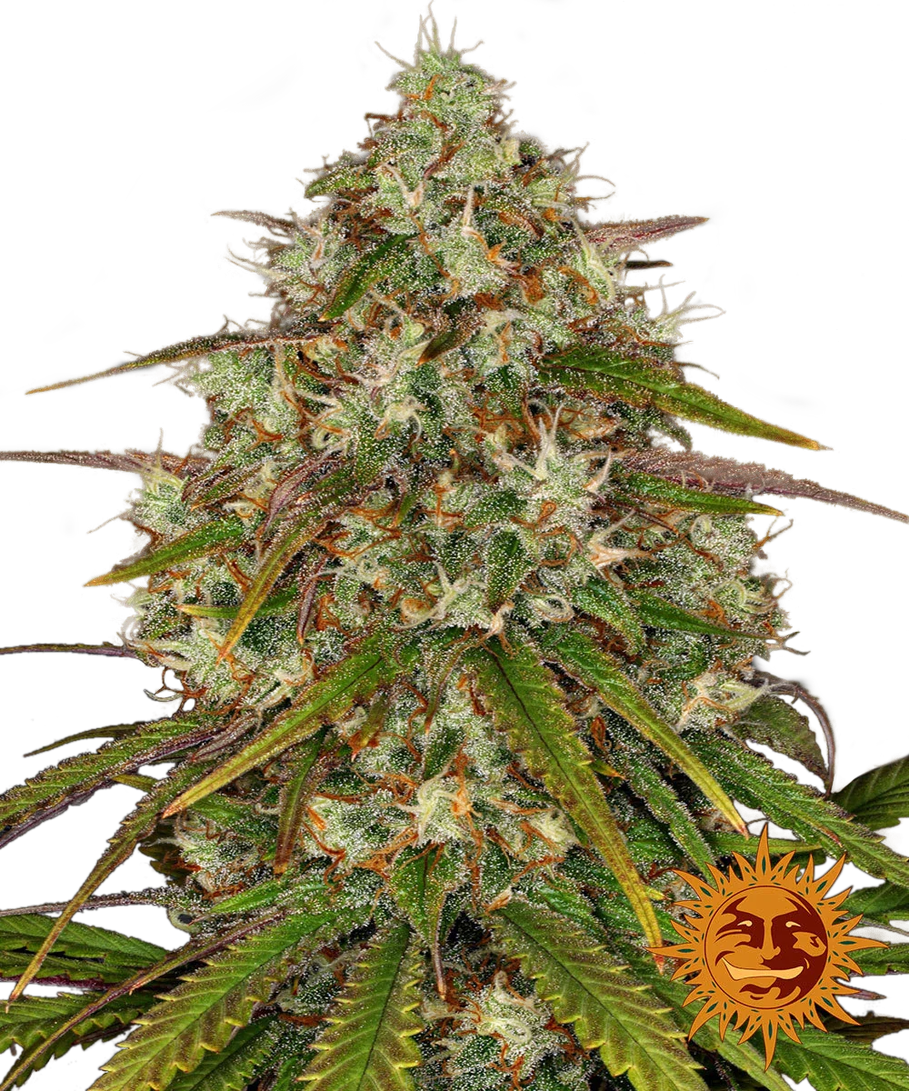 Graines de Liberty Haze Féminisée by Barney's Farm