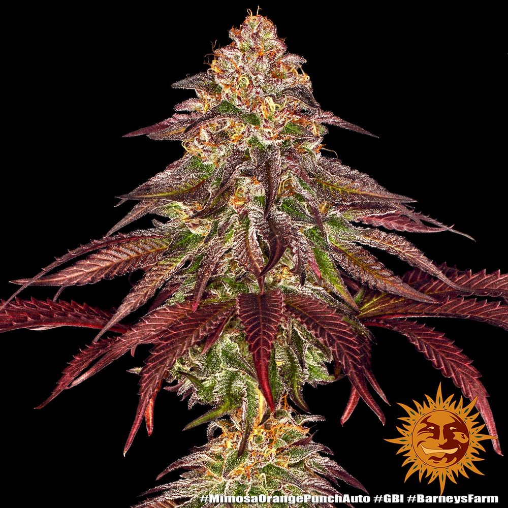 Graines de Mimosa x Orange Punch Auto by Barney's Farm