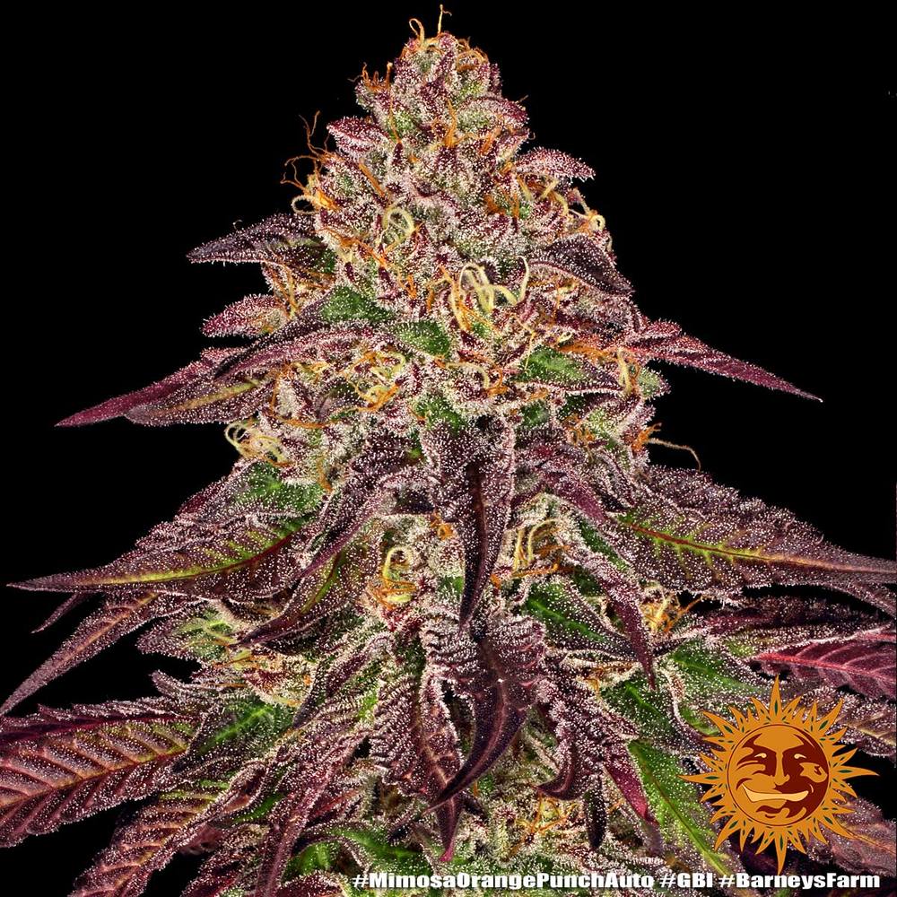 Graines de Mimosa x Orange Punch Auto by Barney's Farm