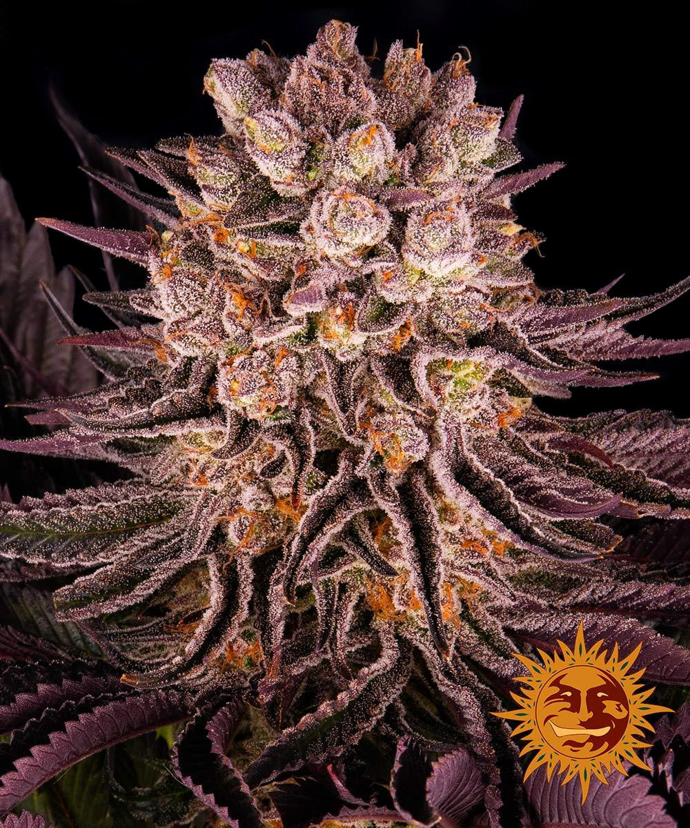 Graines de Mimosa x Orange Punch Féminisée by Barney's Farm