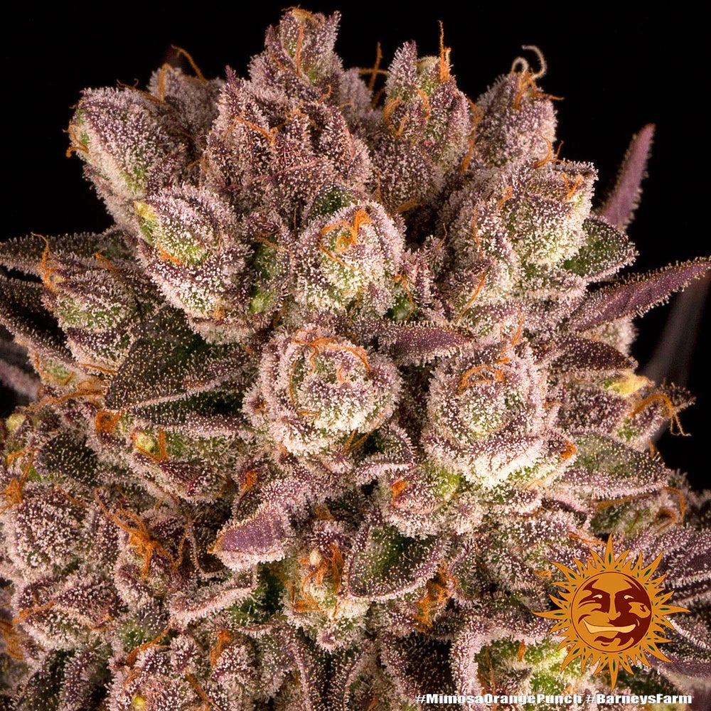 Graines de Mimosa x Orange Punch Féminisée by Barney's Farm