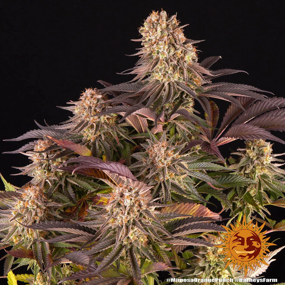 Graines de Mimosa x Orange Punch Féminisée by Barney's Farm