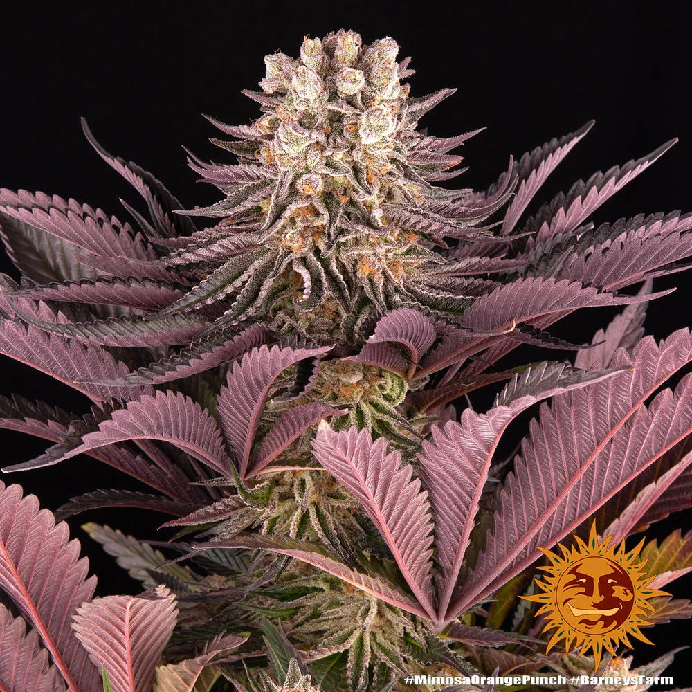 Graines de Mimosa x Orange Punch Féminisée by Barney's Farm