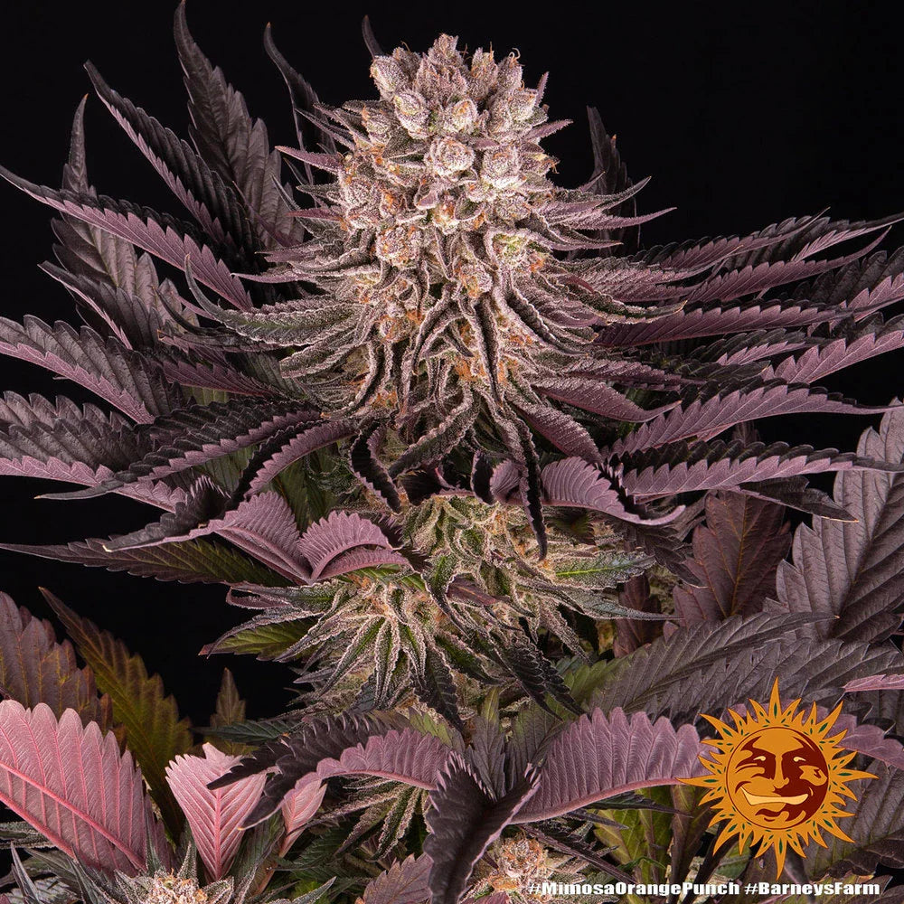 Graines de Mimosa x Orange Punch Féminisée by Barney's Farm