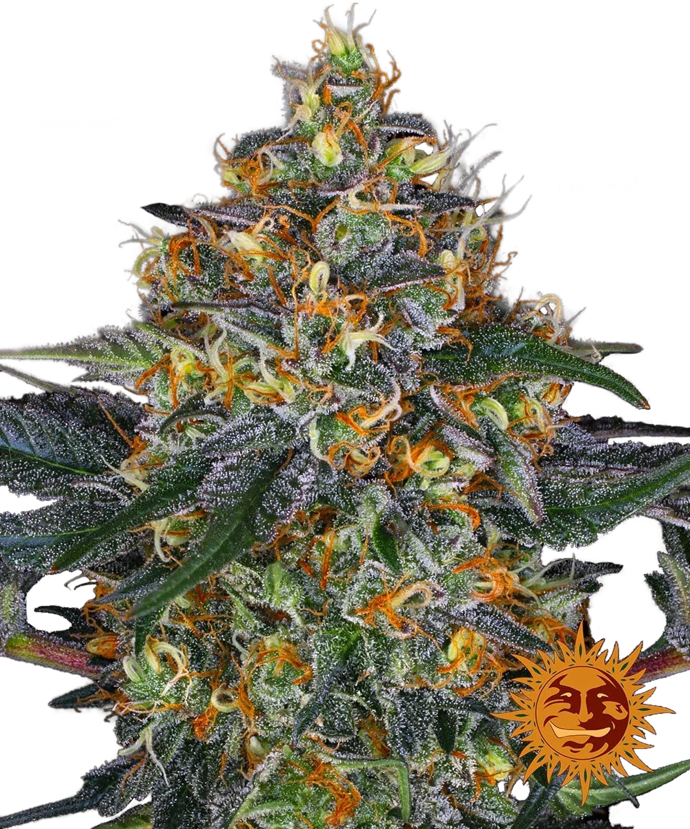 Graines de Moby Dick Auto by Barney's Farm