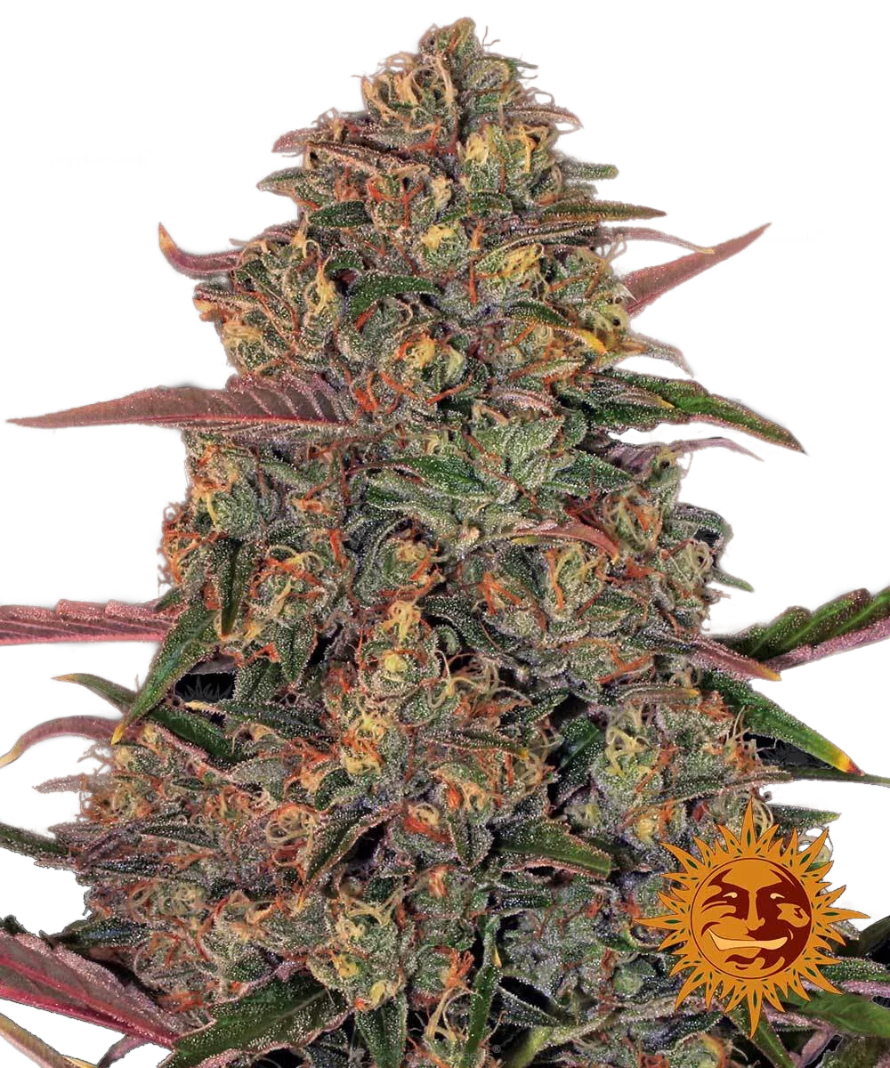 Graines de Pineapple Chunk Féminisée by Barney's Farm