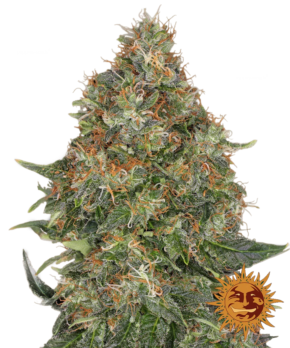 Graines de Pineapple Express Auto by Barney's Farm