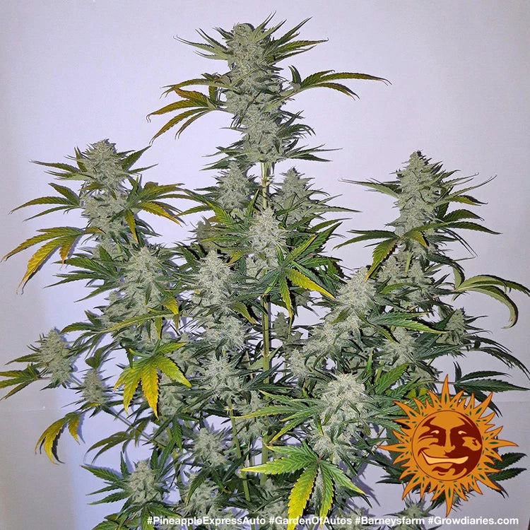 Graines de Pineapple Express Auto by Barney's Farm