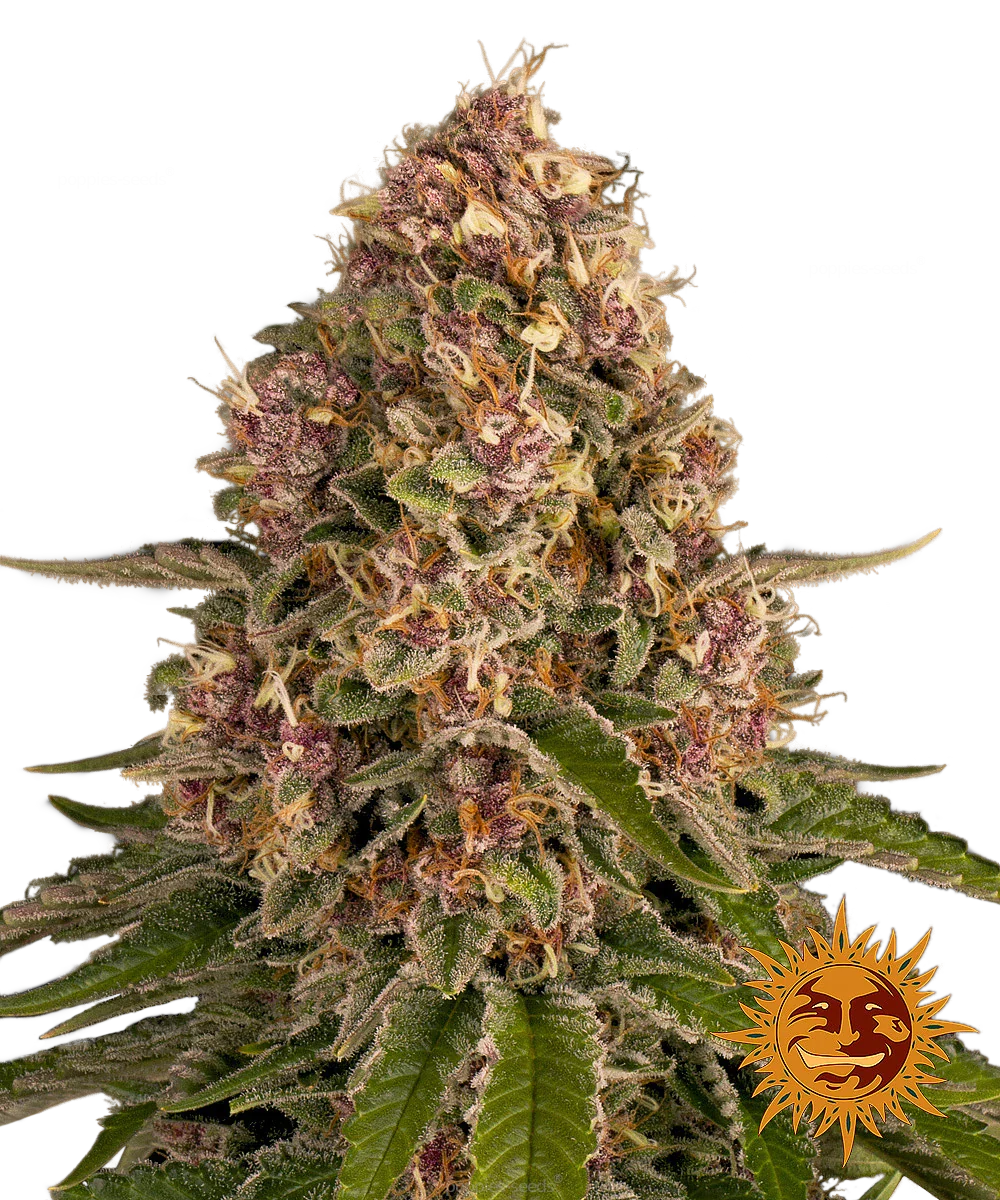 Graines de Pink Kush Féminisée by Barney's Farm