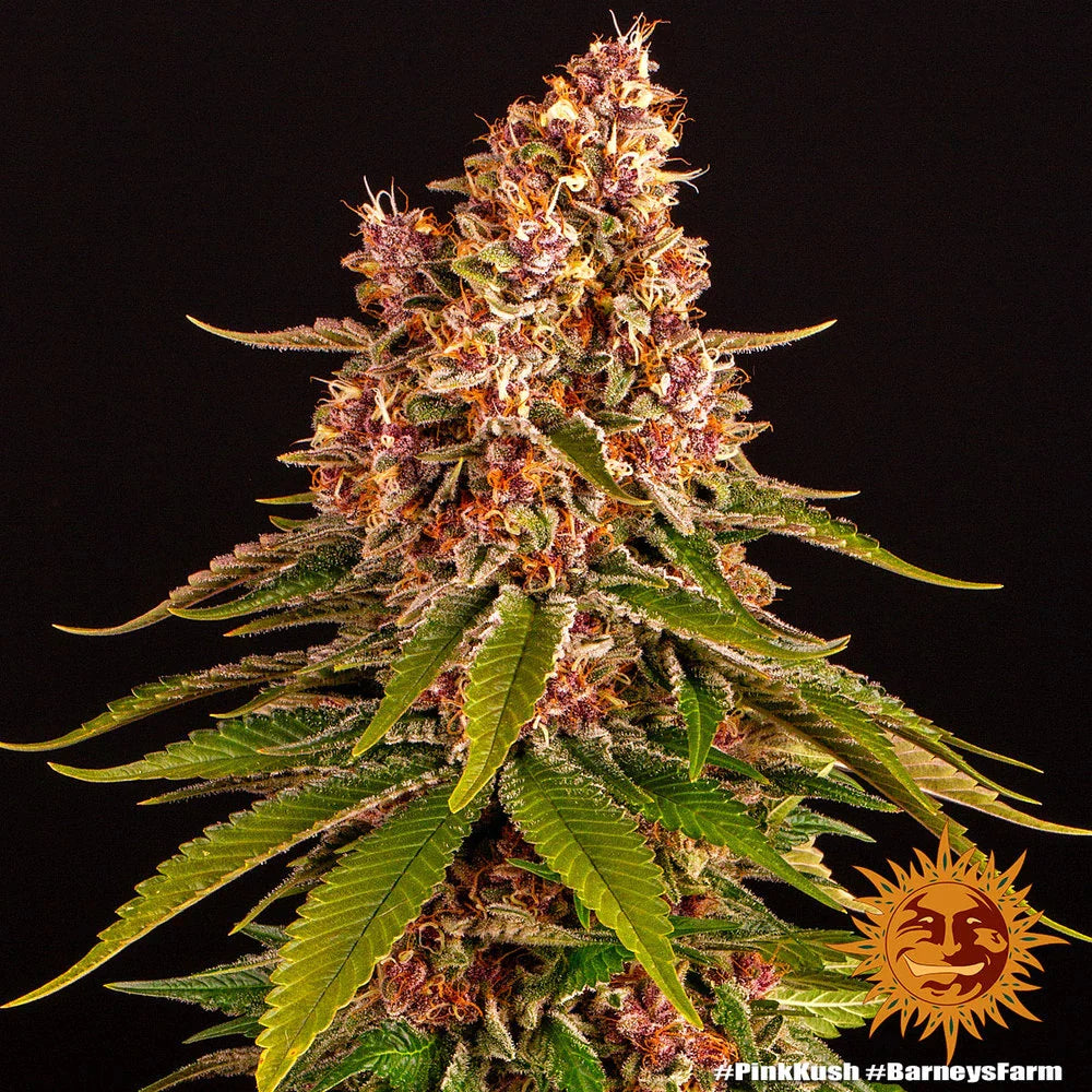 Graines de Pink Kush Féminisée by Barney's Farm