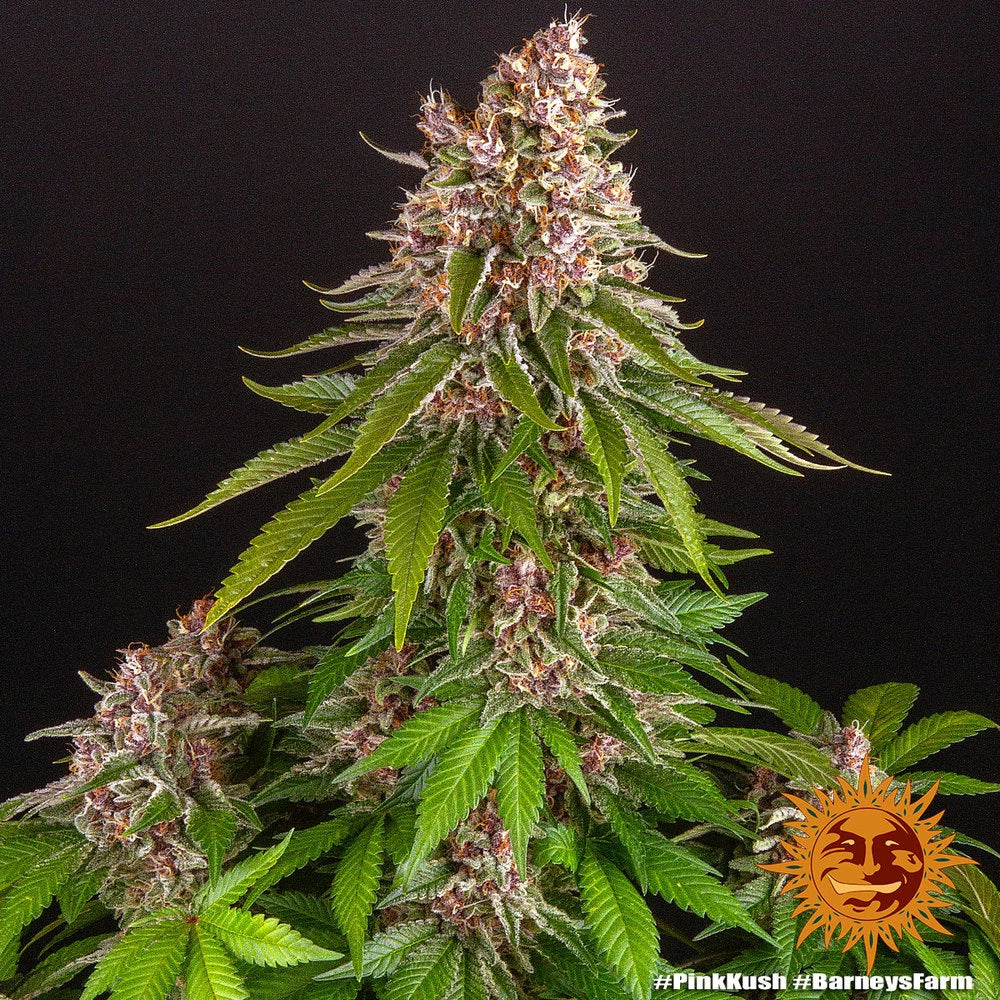 Graines de Pink Kush Féminisée by Barney's Farm