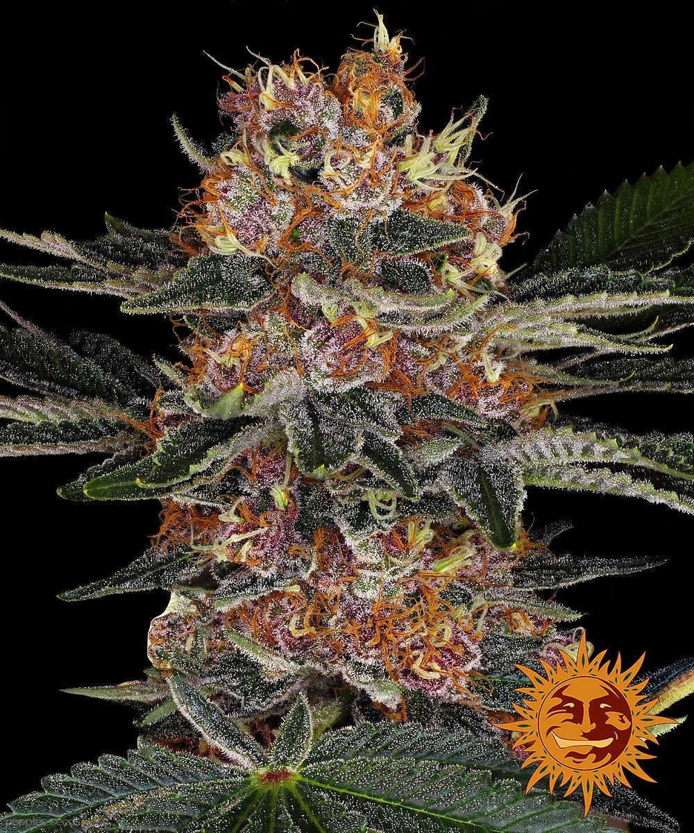 Graines de Purple Punch Auto by Barney's Farm