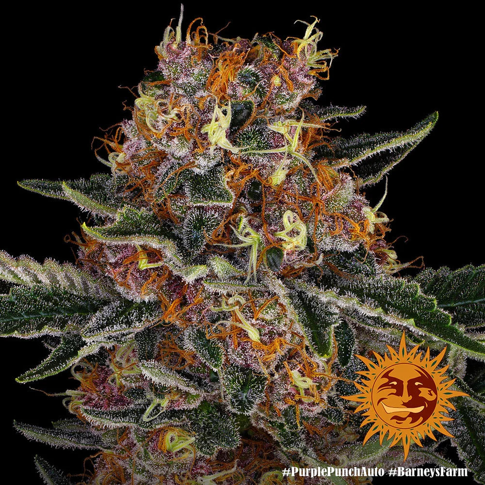 Graines de Purple Punch Auto by Barney's Farm