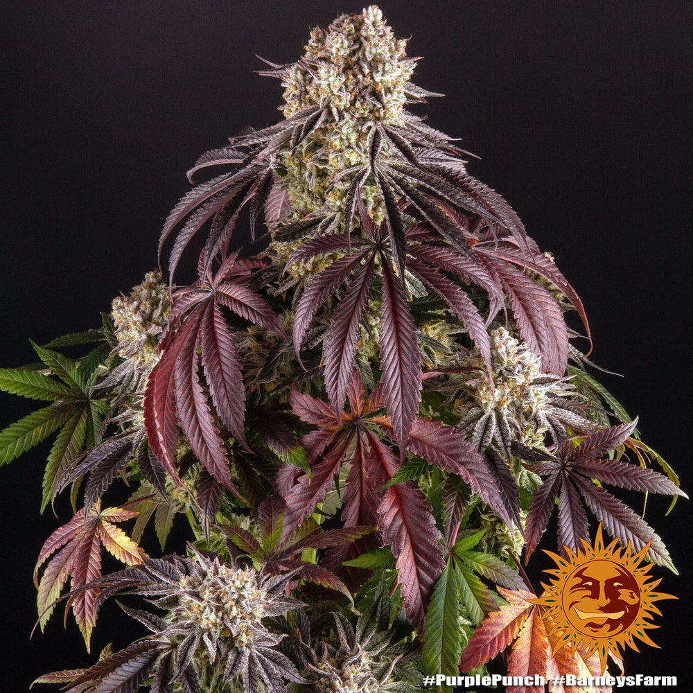 Graines de Purple Punch Féminisée by Barney's Farm