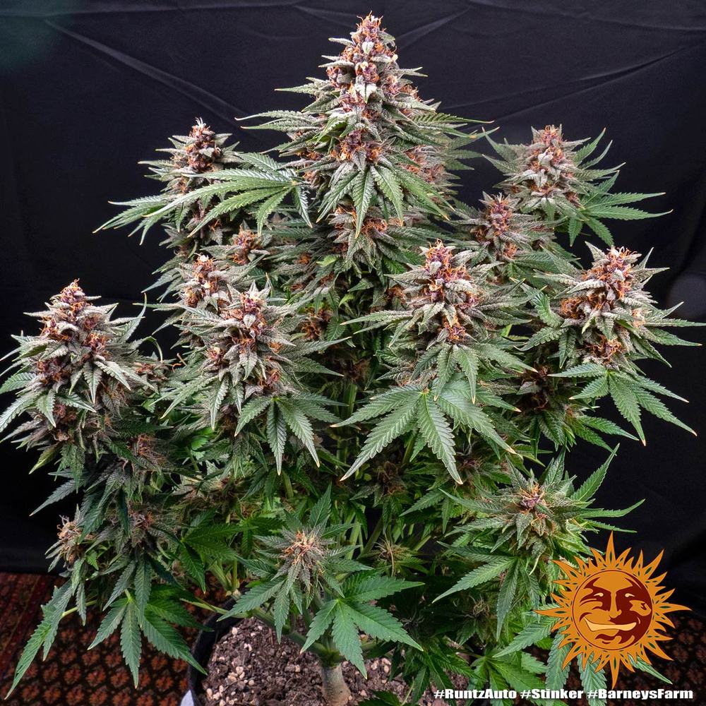 Graines de Runtz Auto by Barney's Farm