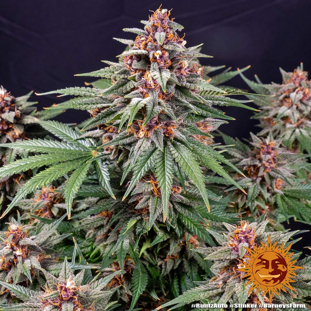 Graines de Runtz Auto by Barney's Farm