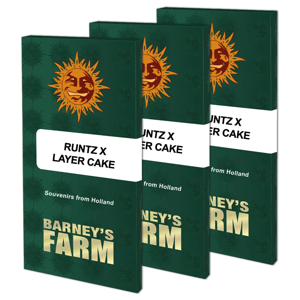 Graines de Runtz x Layer Cake Féminisée by Barney's Farm