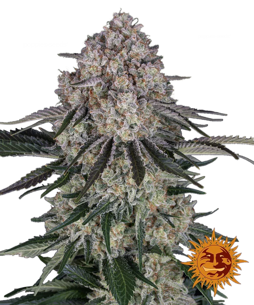 Graines de Sour Diesel Auto by Barney's Farm