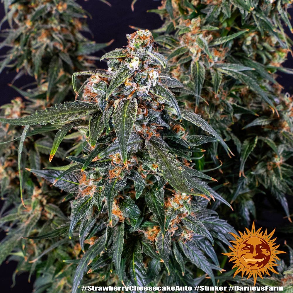 Graines de Strawberry Cheesecake Auto by Barney's Farm