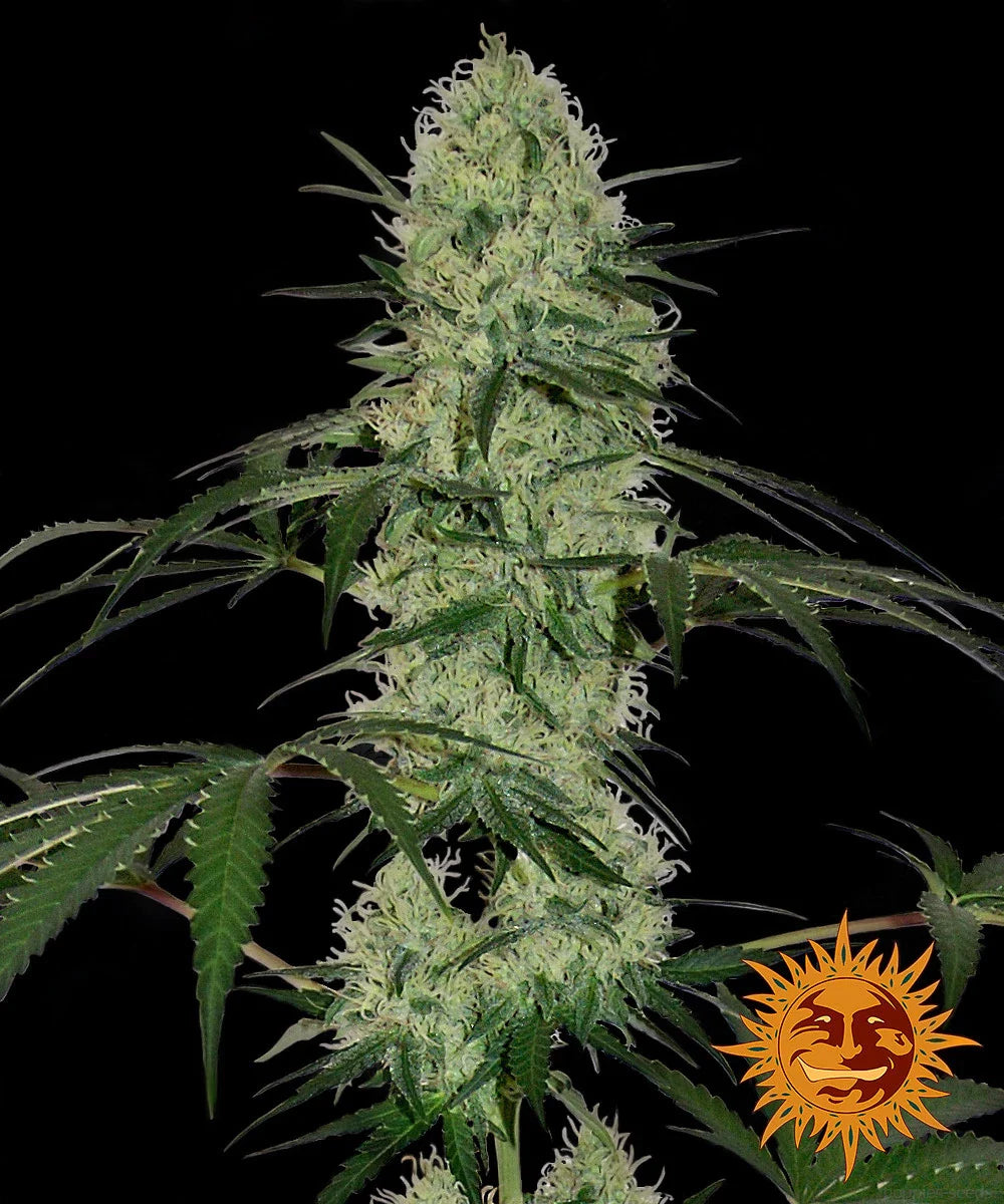 Graines de Tangerine Dream Auto by Barney's Farm