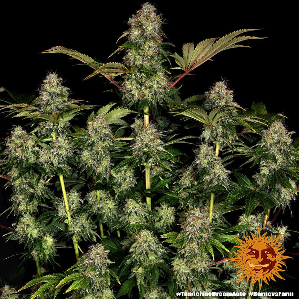 Graines de Tangerine Dream Auto by Barney's Farm