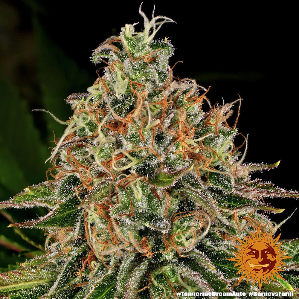 Graines de Tangerine Dream Auto by Barney's Farm