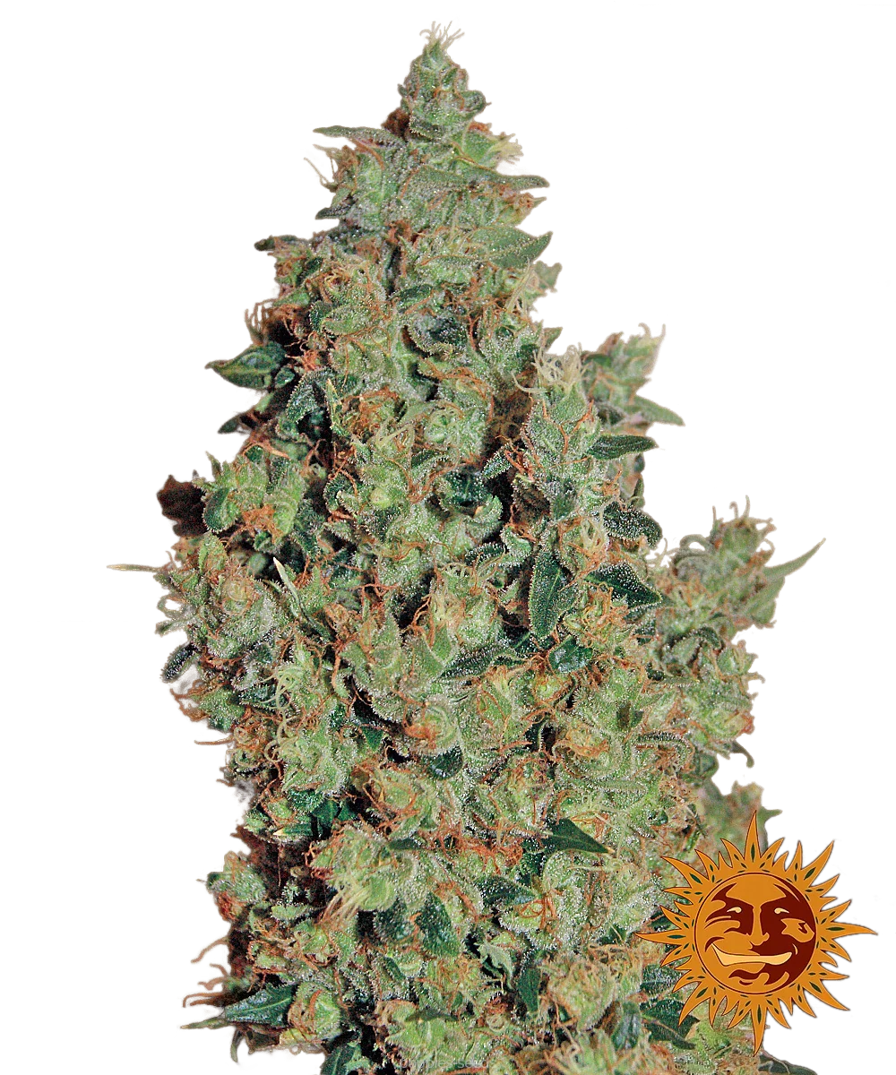 Graines de Tangerine Dream Féminisée by Barney's Farm