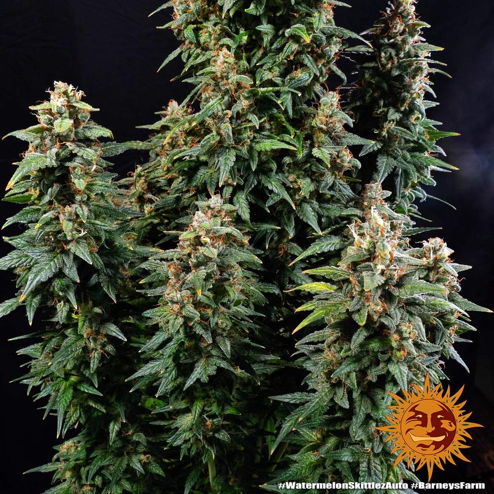 Graines de Watermelon Zkittlez Auto by Barney's Farm