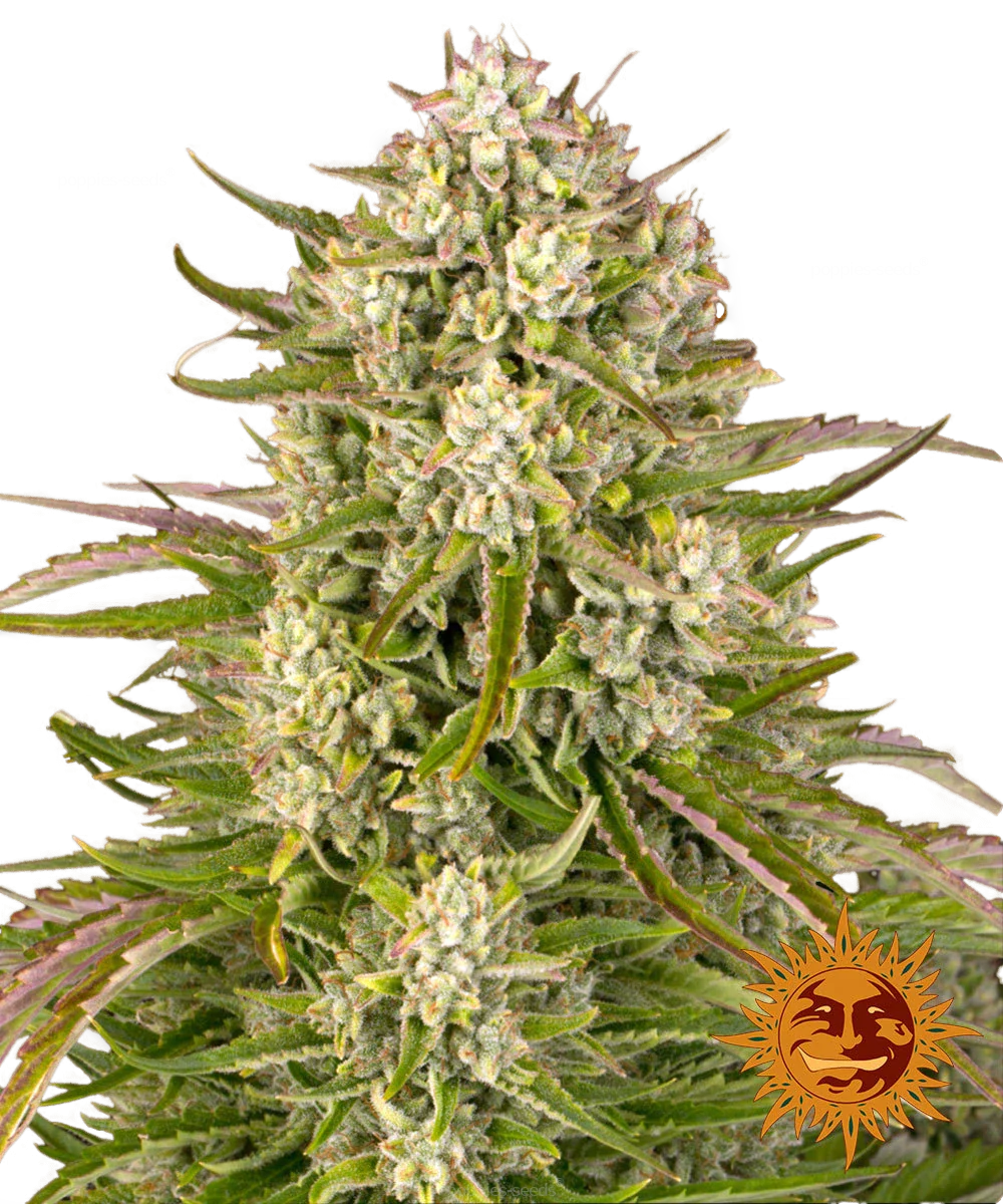 Graines de Wedding Cake Auto by Barney's Farm