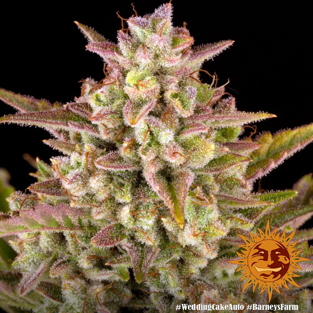 Graines de Wedding Cake Auto by Barney's Farm