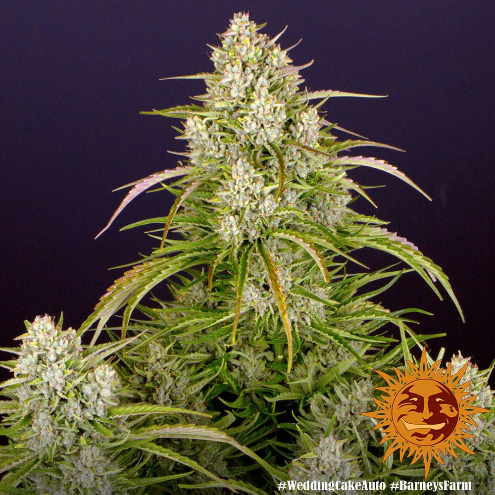 Graines de Wedding Cake Auto by Barney's Farm