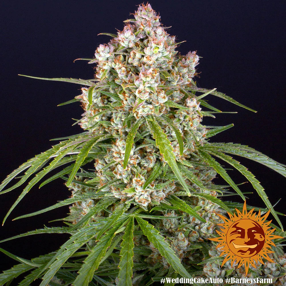 Graines de Wedding Cake Auto by Barney's Farm