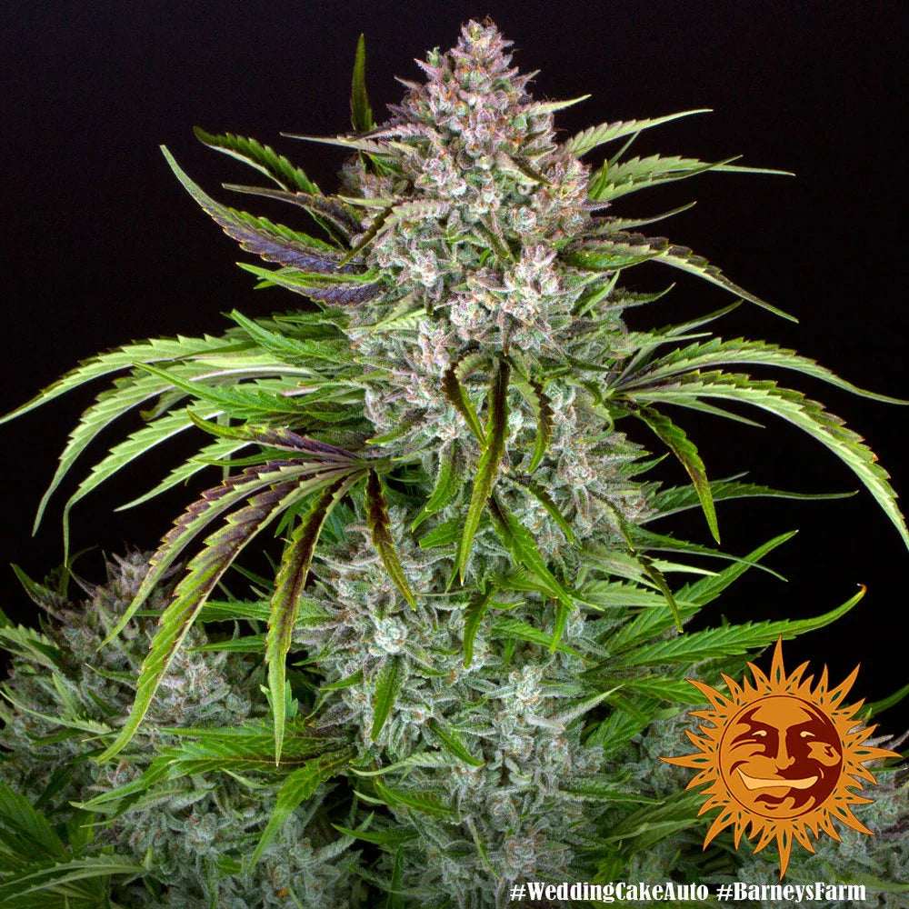 Graines de Wedding Cake Auto by Barney's Farm