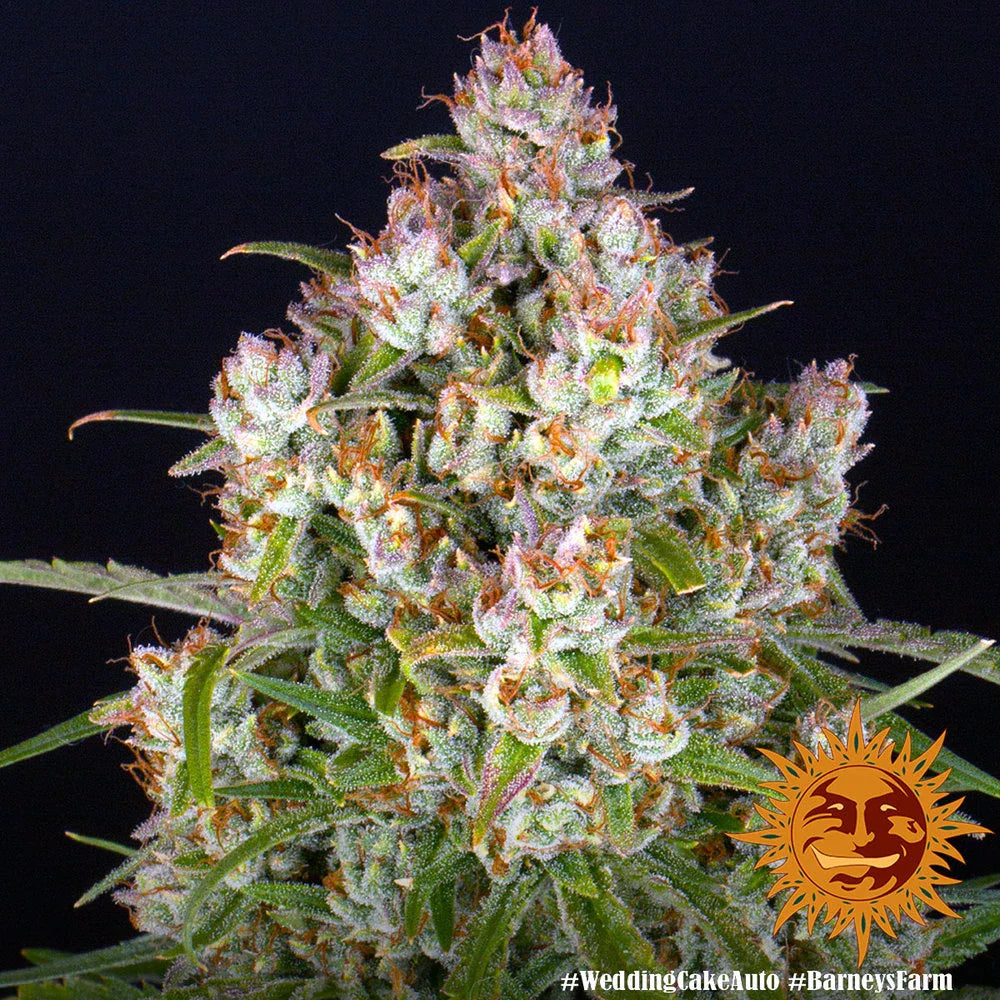 Graines de Wedding Cake Auto by Barney's Farm