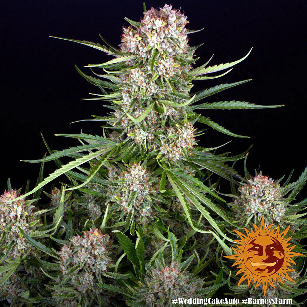 Graines de Wedding Cake Auto by Barney's Farm