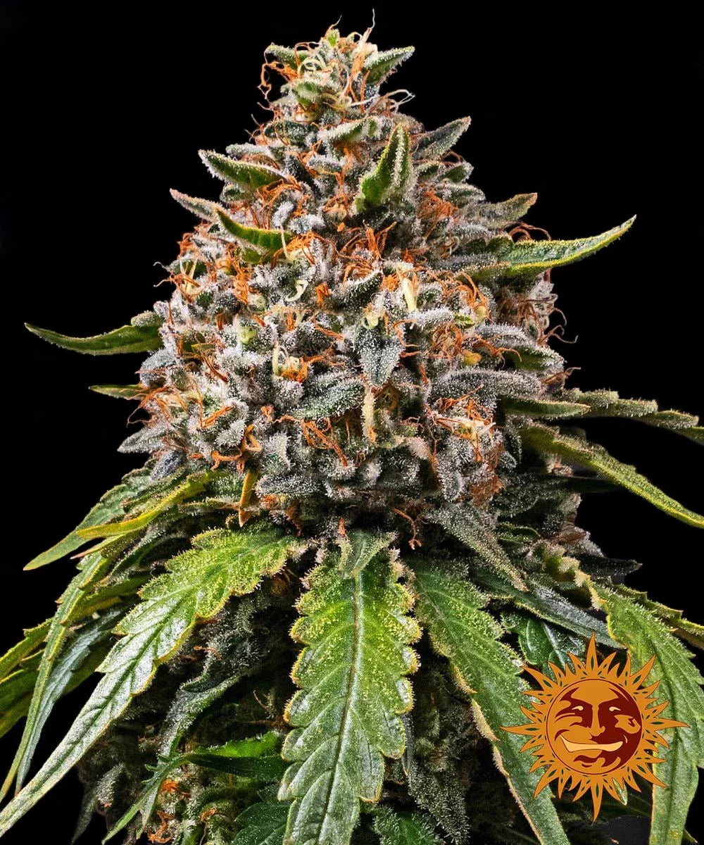 Graines de White Widow XXL Féminisée by Barney's Farm