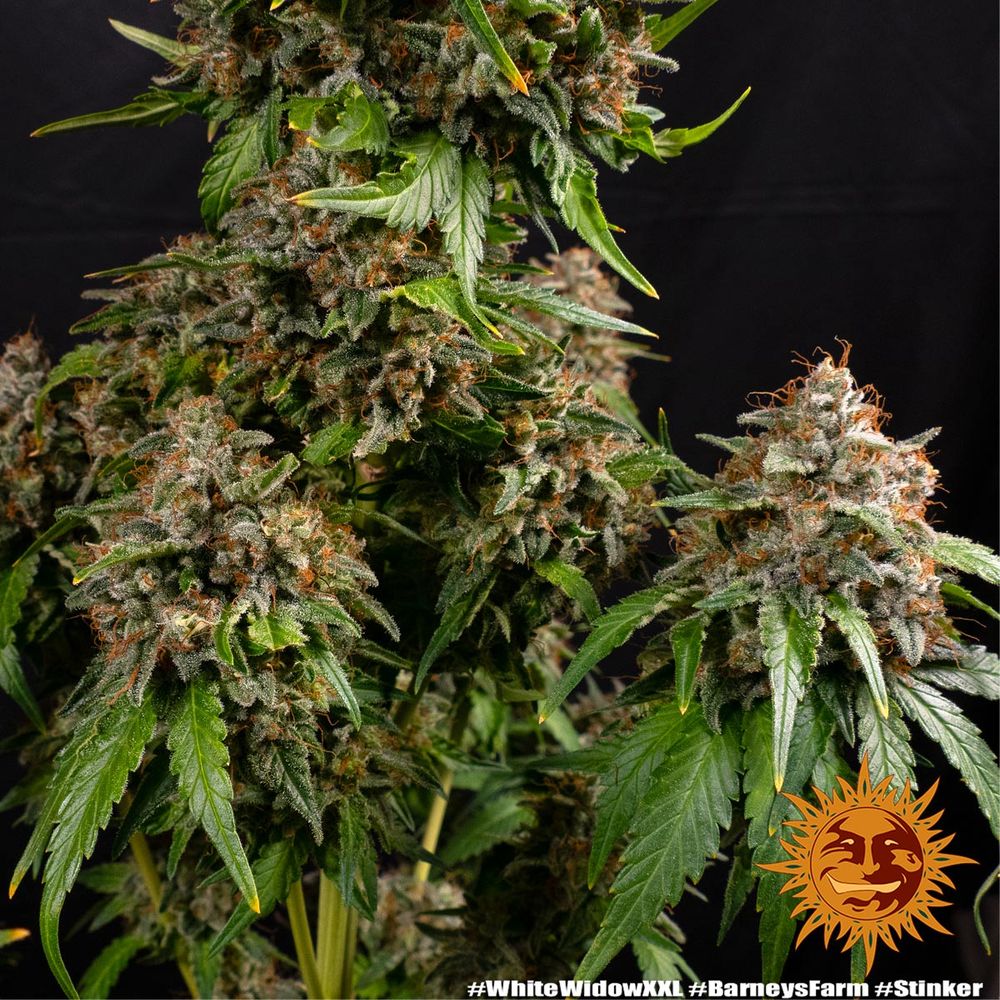 Graines de White Widow XXL Féminisée by Barney's Farm